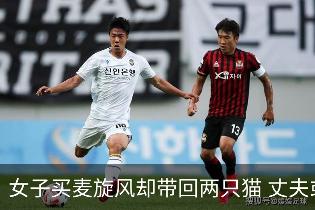 女子买麦旋风却带回两只猫 丈夫或不再带她去麦当劳